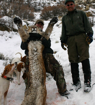 Your next trophy Mountain Lion hunt starts here